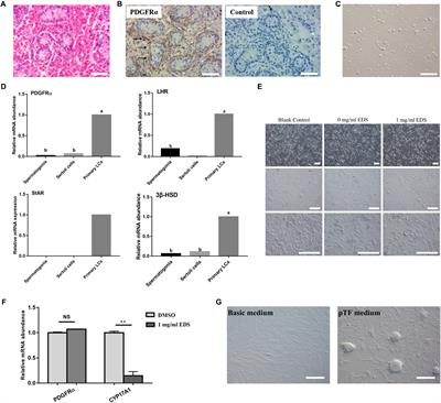 miR-205 Expression Elevated With EDS Treatment and Induced Leydig Cell Apoptosis by Targeting RAP2B via the PI3K/AKT Signaling Pathway